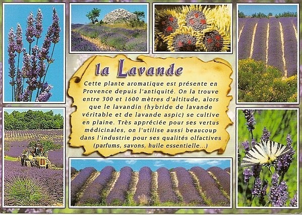 Petite balade ... au pays de la lavande !