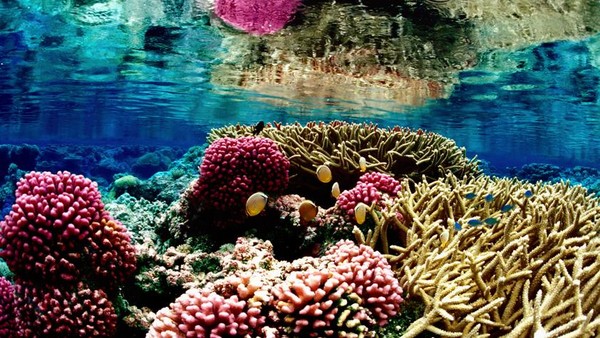 La Grande Barrière de corail   ...   En  Australie  !