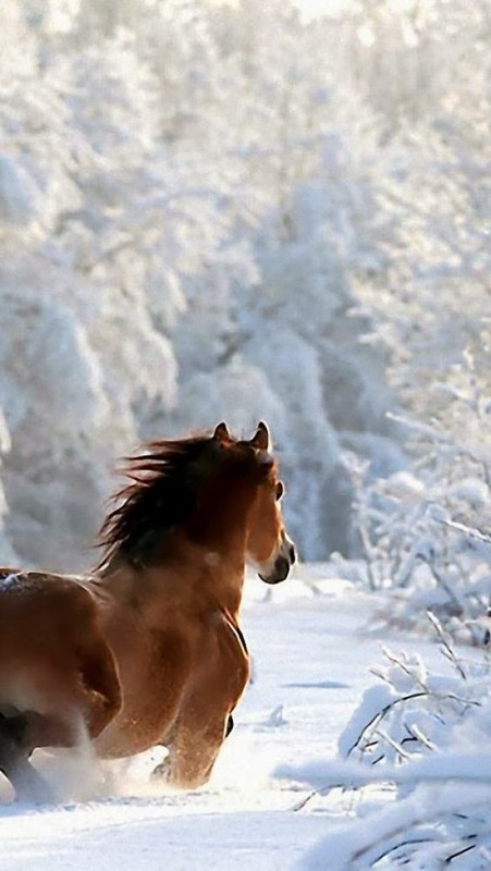 Pour vous qui aimez les chevaux   ...