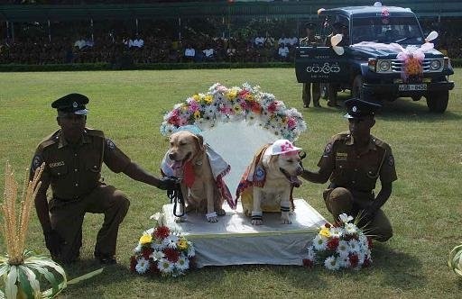 SRI LANKA noces de chiens policiers ... n'importe quoi !