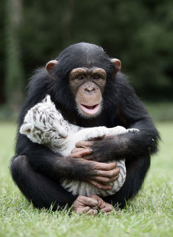 Tendresse animale   ...  Chimpanzé et bébé tigre ! 