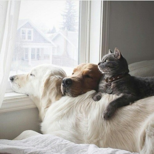Tendresse animale    ...  comme chiens et chat !