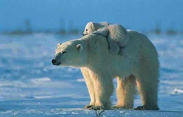 la migration des ours polaires au Canada ...