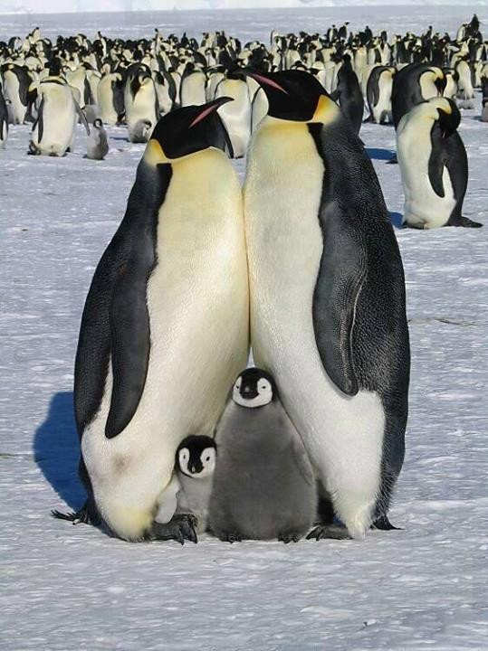 Tendresse animale   ...                 