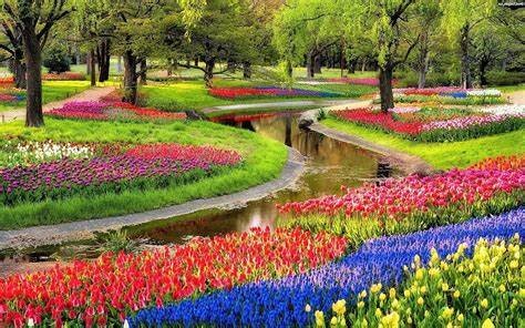 Champs de tulipes néerlandais, région d'Amsterdam ...
