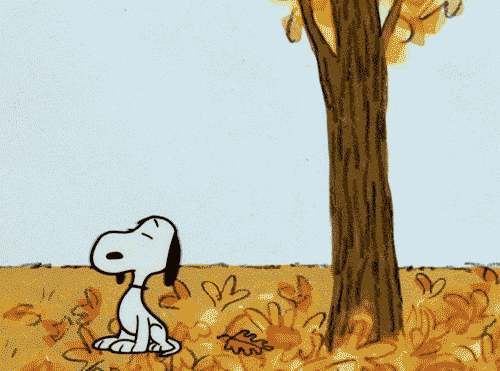 Chat alors    ...   même Snoopy aime l'automne !  