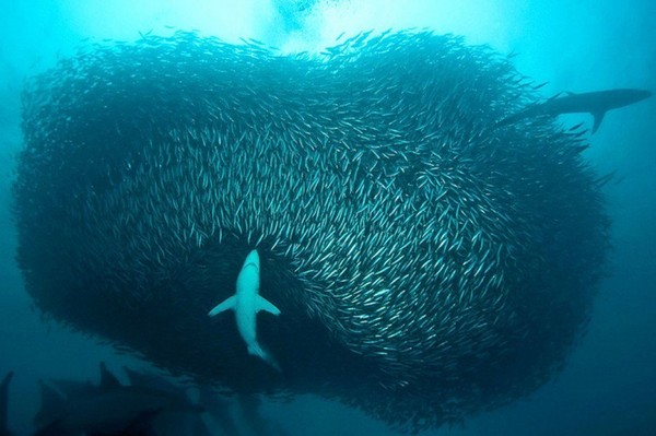Banc de sardines en Afrique du Sud  ...