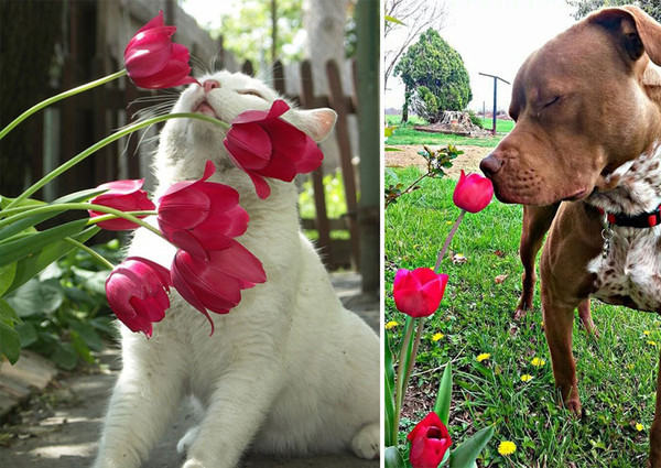 Nos petits compagnons aussi aiment les fleurs !
