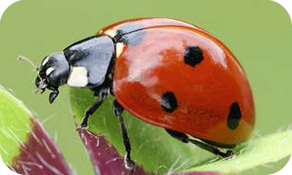 Légende de la Coccinelle    ... 