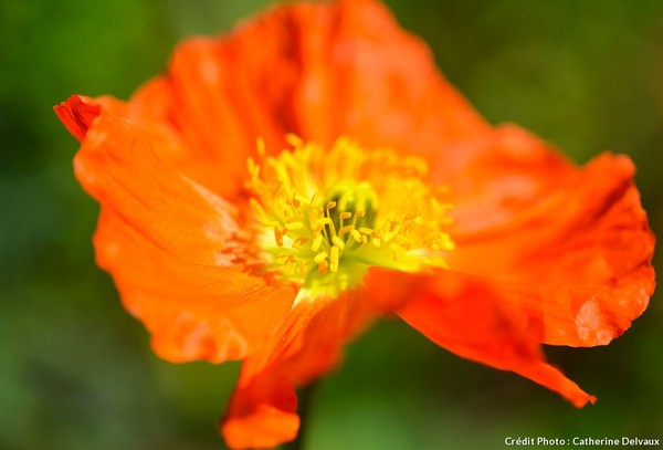 Les plus belles plantes orange pour un jardin vitaminé ...