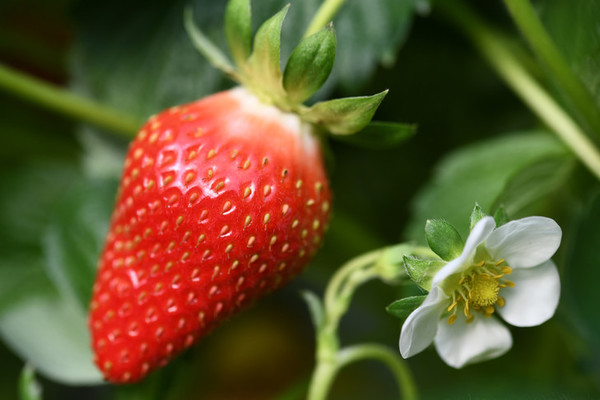 Histoire de la fraise de Plougastel Daoulas    ...