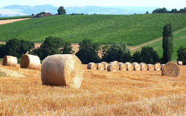 L'été ... le temps des moissons !