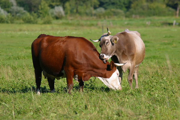 Les animaux nous étonnent souvent    ...