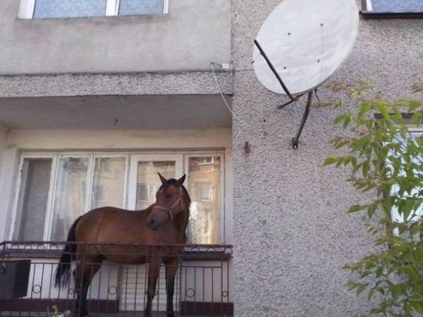 Le cheval sur son balcon   ...