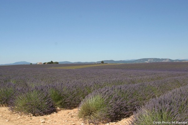 Au pays de la Lavande  ...  le plateau de Valensole !