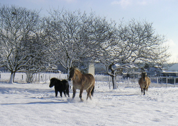 Sous la neige    ...