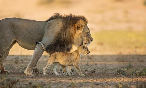 Un lion et son lionceau parc de Kgalagadi ...