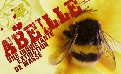 Les abeilles en danger  ...  pourquoi elles disparaissent !