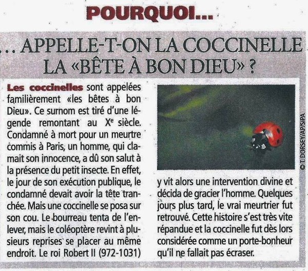 La coccinelle  ou  la Bête à Bon Dieu  ... 