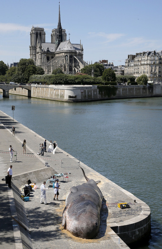 Un cachalot échoué sur les bords de Seine !