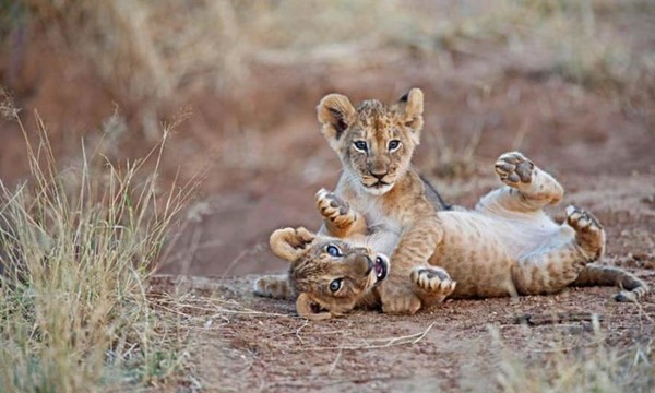 Kenya : 2 lionceaux jouant dans la Réserve nationale !