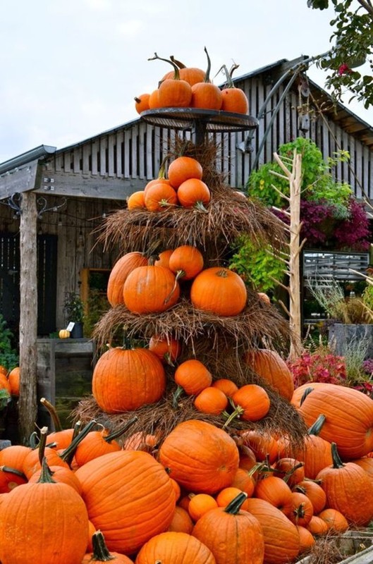 Le temps des citrouilles    ...