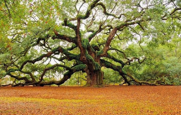 Chêne Ange de 1400 ans : Charleston, Caroline du Sud !