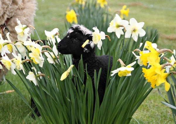 Les animaux aussi aiment le printemps  ...