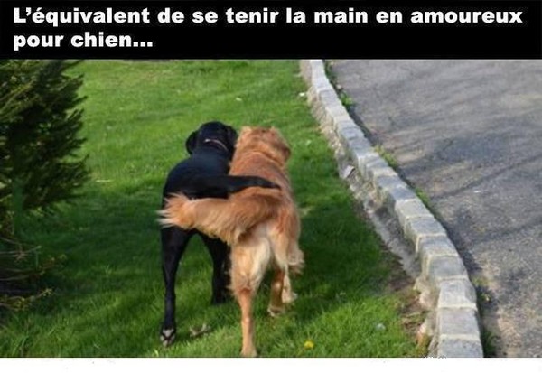 Tendresse animale   ...   C'est beau l' Amour !