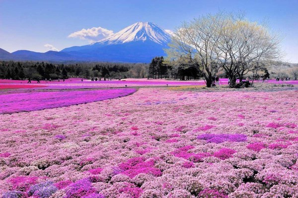 Paysage magnifique du Mont Fuji au Japon ...