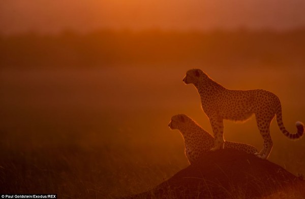 Superbes photos africaines  ...   de Paul Goldstein  !