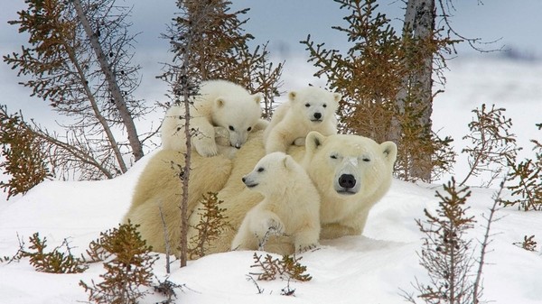 Maman ours polaire et oursons : au Manitoba !
