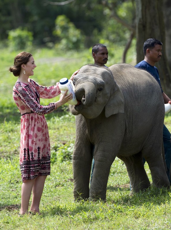 Kate Middleton en Inde  ...  et l'éléphanteau !