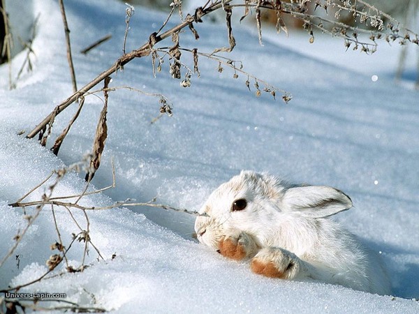 Lapins dans la neige    ...   prenez si vous aimez !