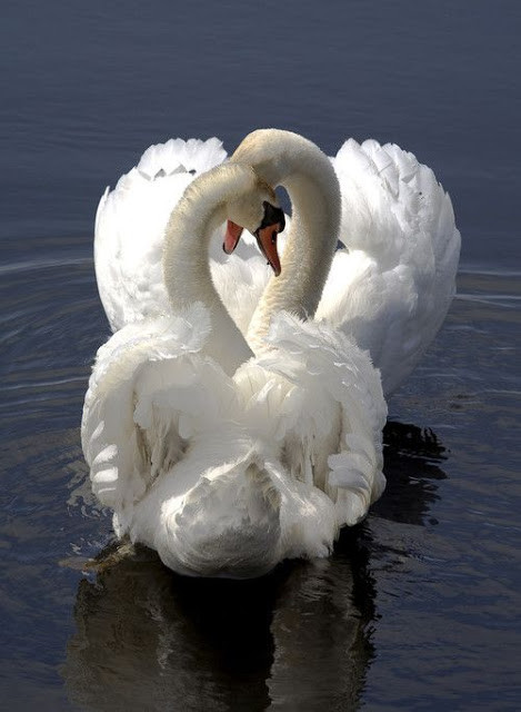 Petits Cygnes d'Amitié    ...   