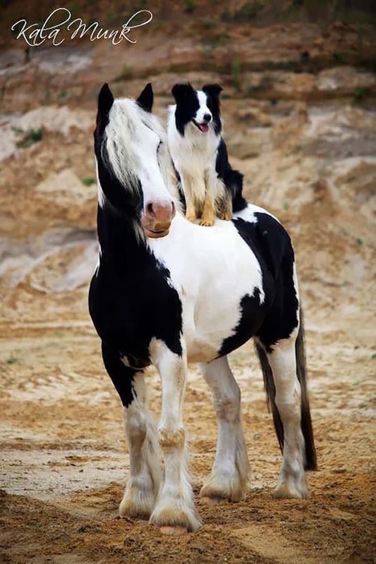 Tendresse animale   ...   J'aime !