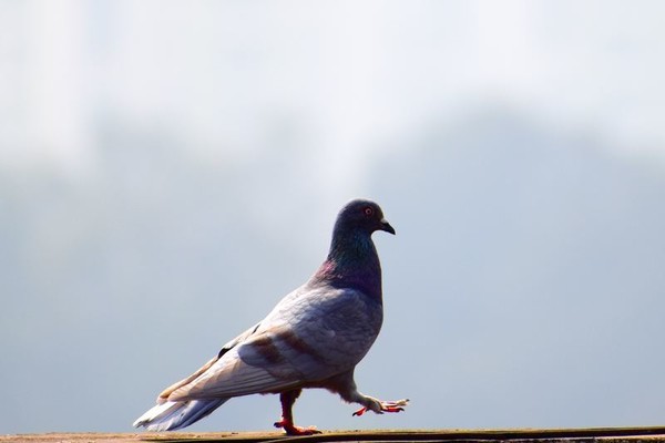 Vous pouvez adopter un pigeon à Paris ...