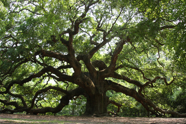 Chêne Ange de 1400 ans : Charleston Caroline du Sud ! 