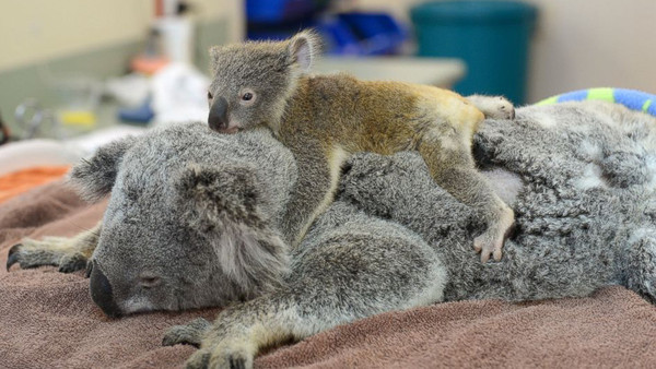 Un bébé Koala se cramponne à sa mère !