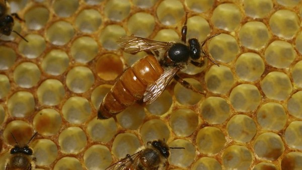 La production de miel atteint son plus bas niveau !