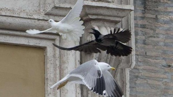 Lâchées pour la paix, 2 colombes se font attaquer ! 