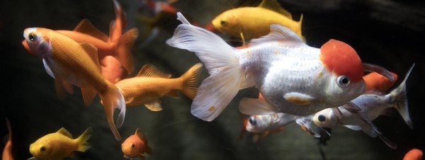Aquarium de Paris: refuge pour poissons rouges !