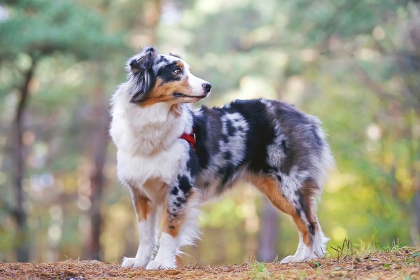 Berger australien, chien préféré des Français en 2018 ...