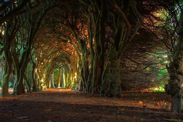 Magnifique tunnel d'arbres à Meath  ...  en Irlande !