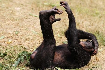 Les bonobos ont le sens du rythme !