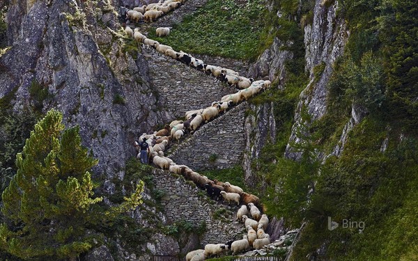 Suisse : Moutons nez noir du Valais, canton du Valais !
