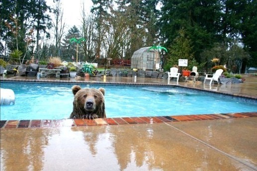 Histoire d'amour entre l'ours Brutus et son sauveur !