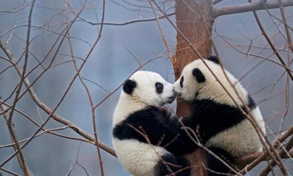 Pandas  ...  et la journée internationale des baisers !