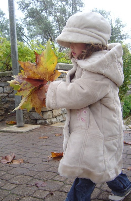 Les feuilles d'automne    ...   emportées par le vent !