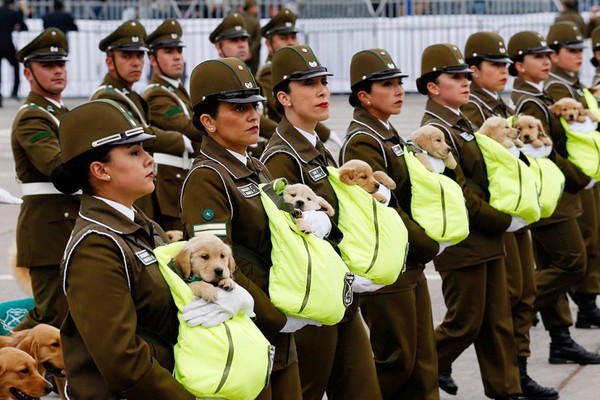 Des chiots militaires paradent au Chili ...
